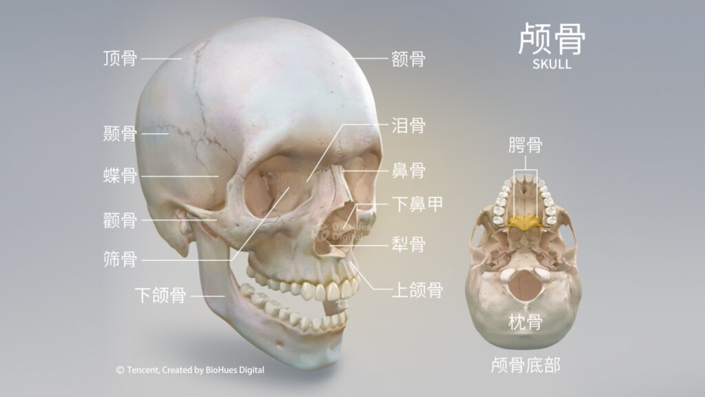 human skull anatomy