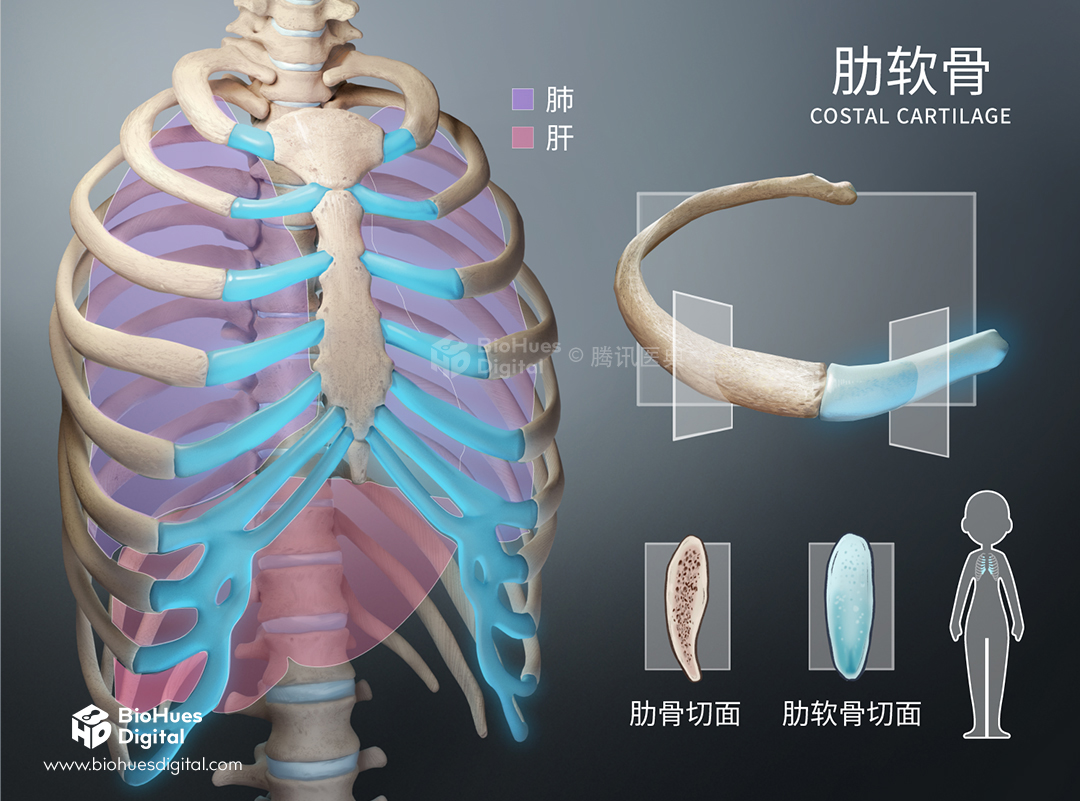 medical illustration of clavicle anatomy