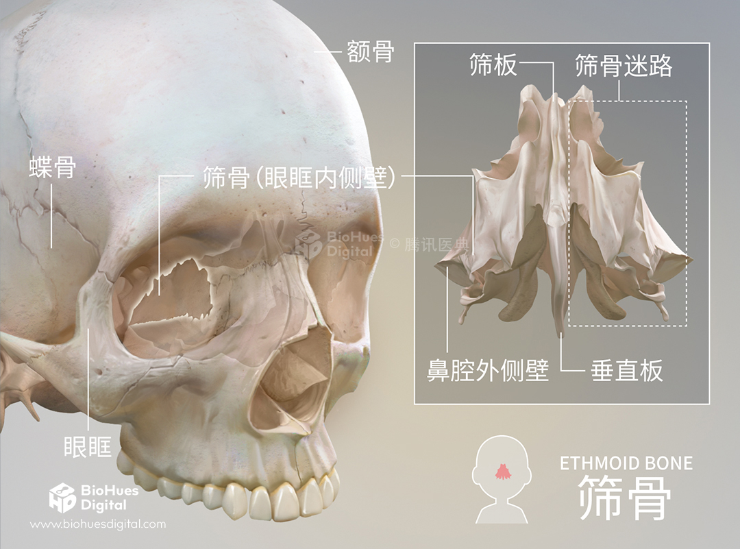 skull anatomy ethmoid bone