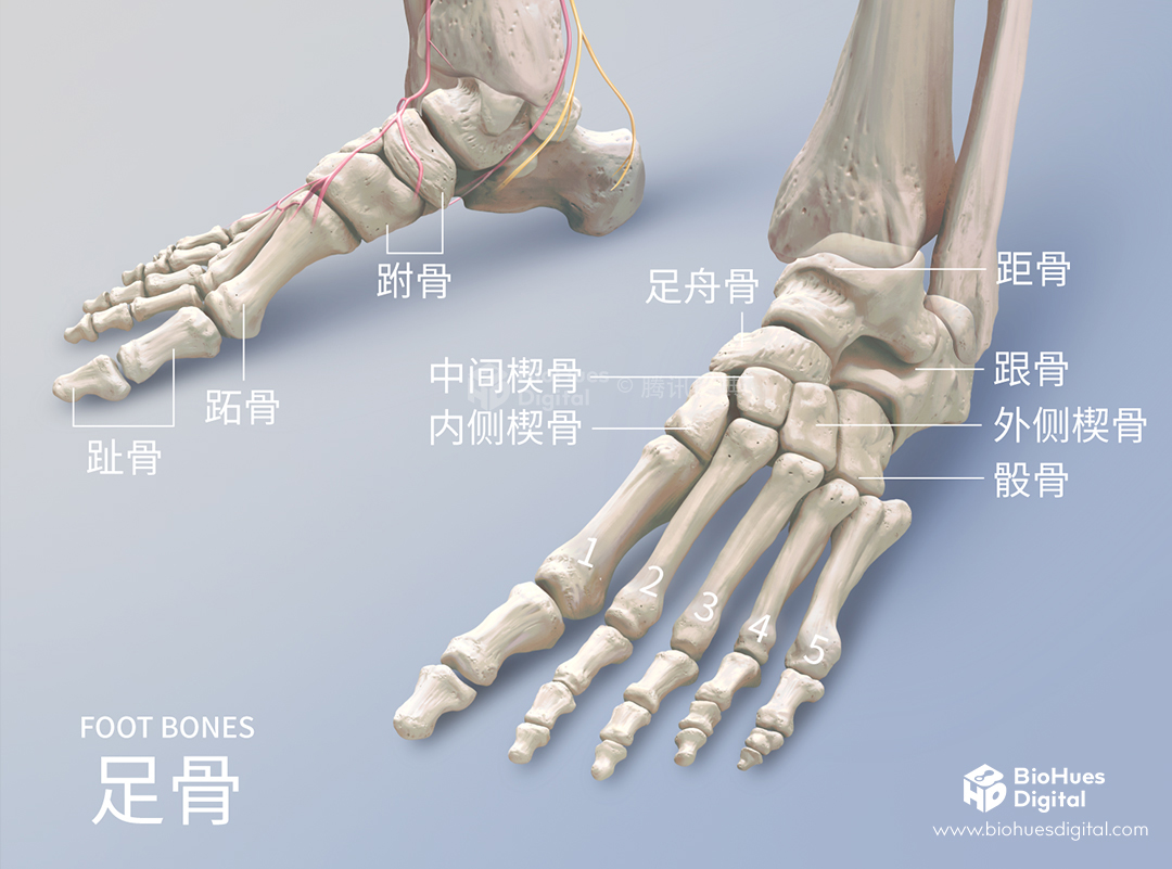 Medical illustration of foot bone anatomy