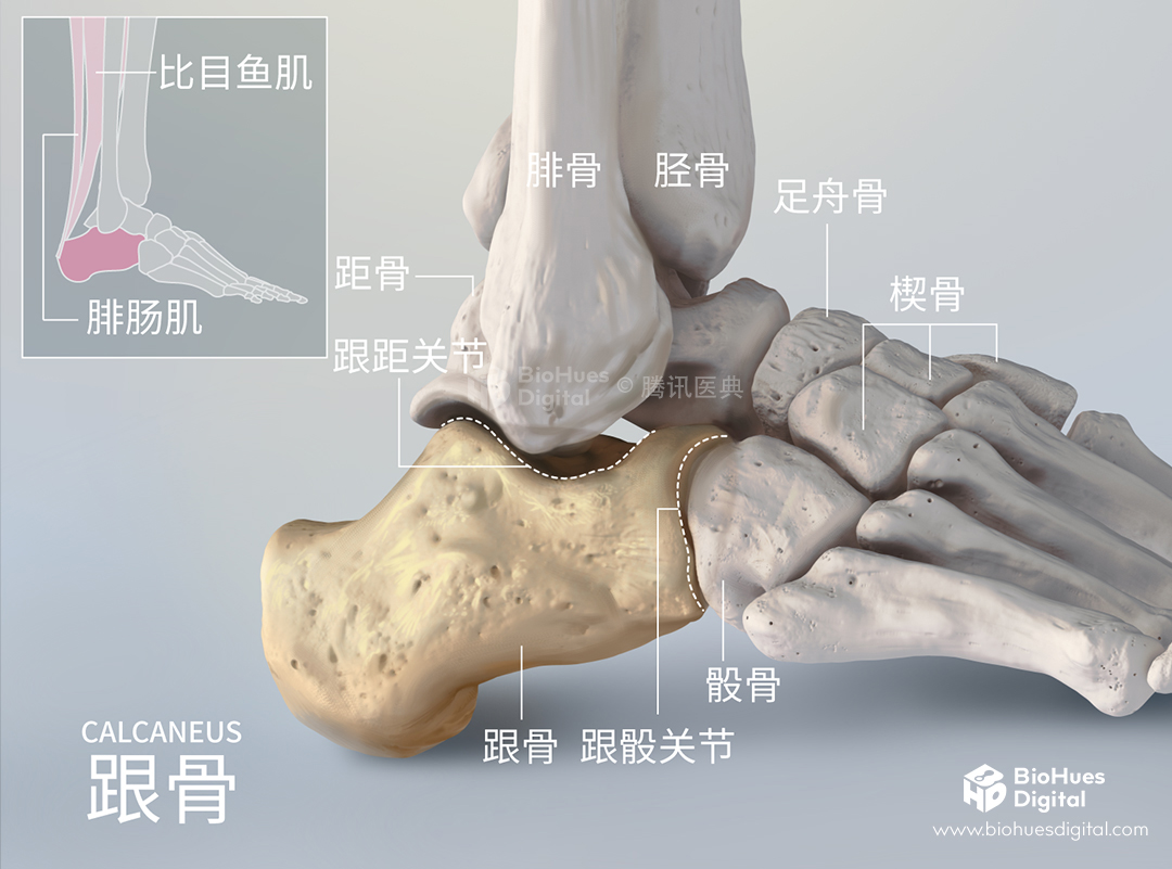 Medical illustration of foot bone and calcaneus anatomy