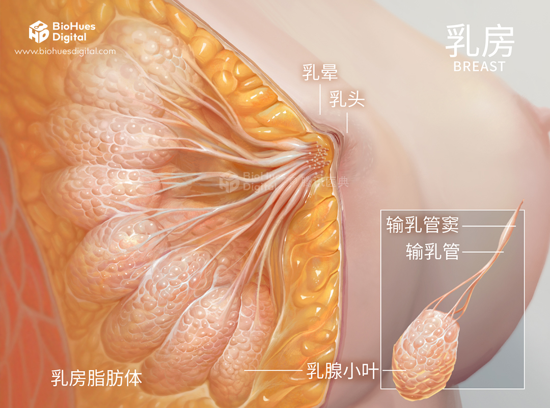 Image of breast anatomy by BioHues Digital