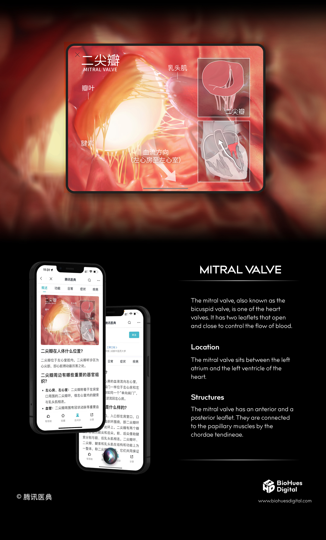 medical illustration medical poster of the mitral valve and the heart anatomy