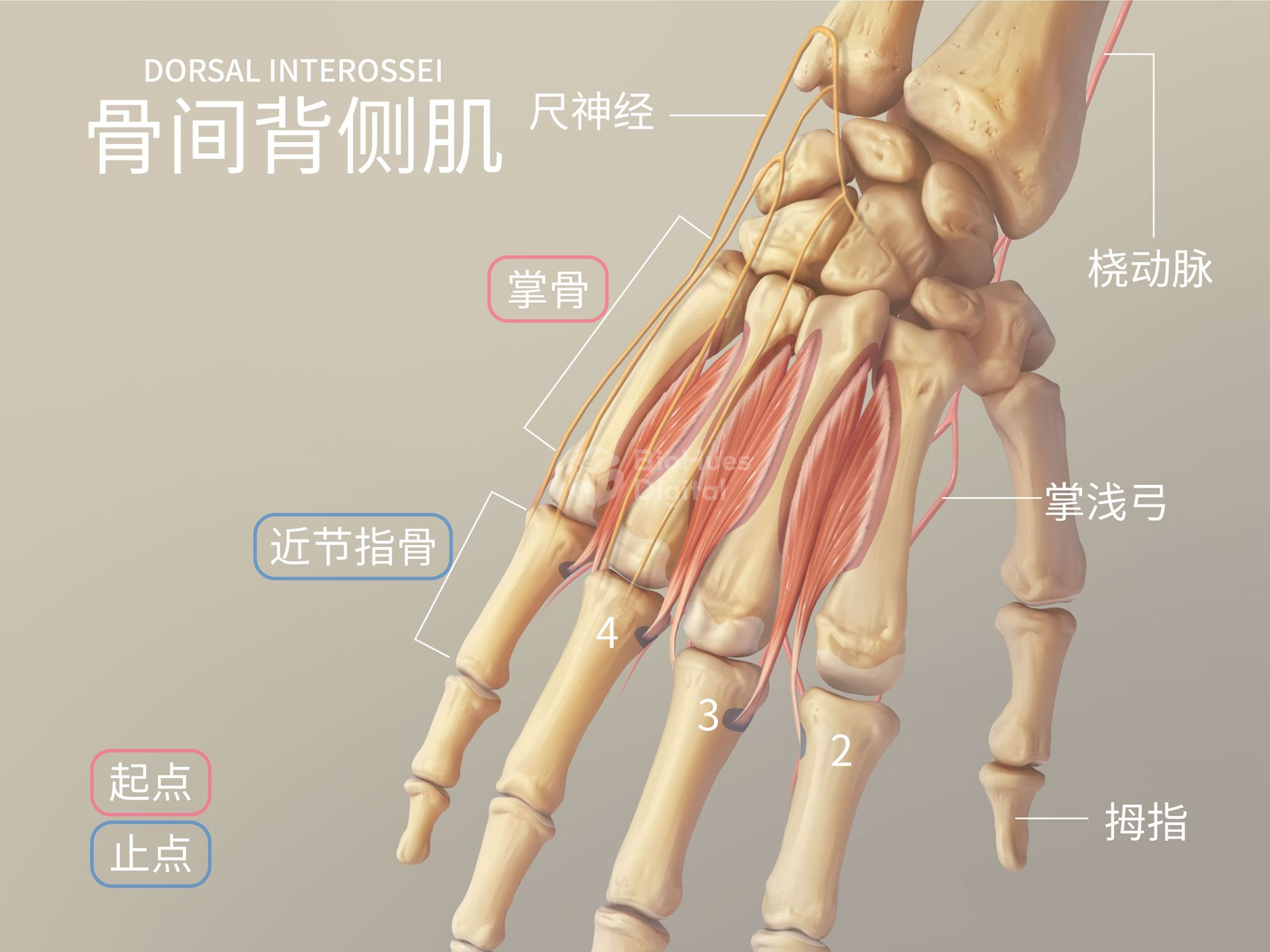 skull anatomy ethmoid bone