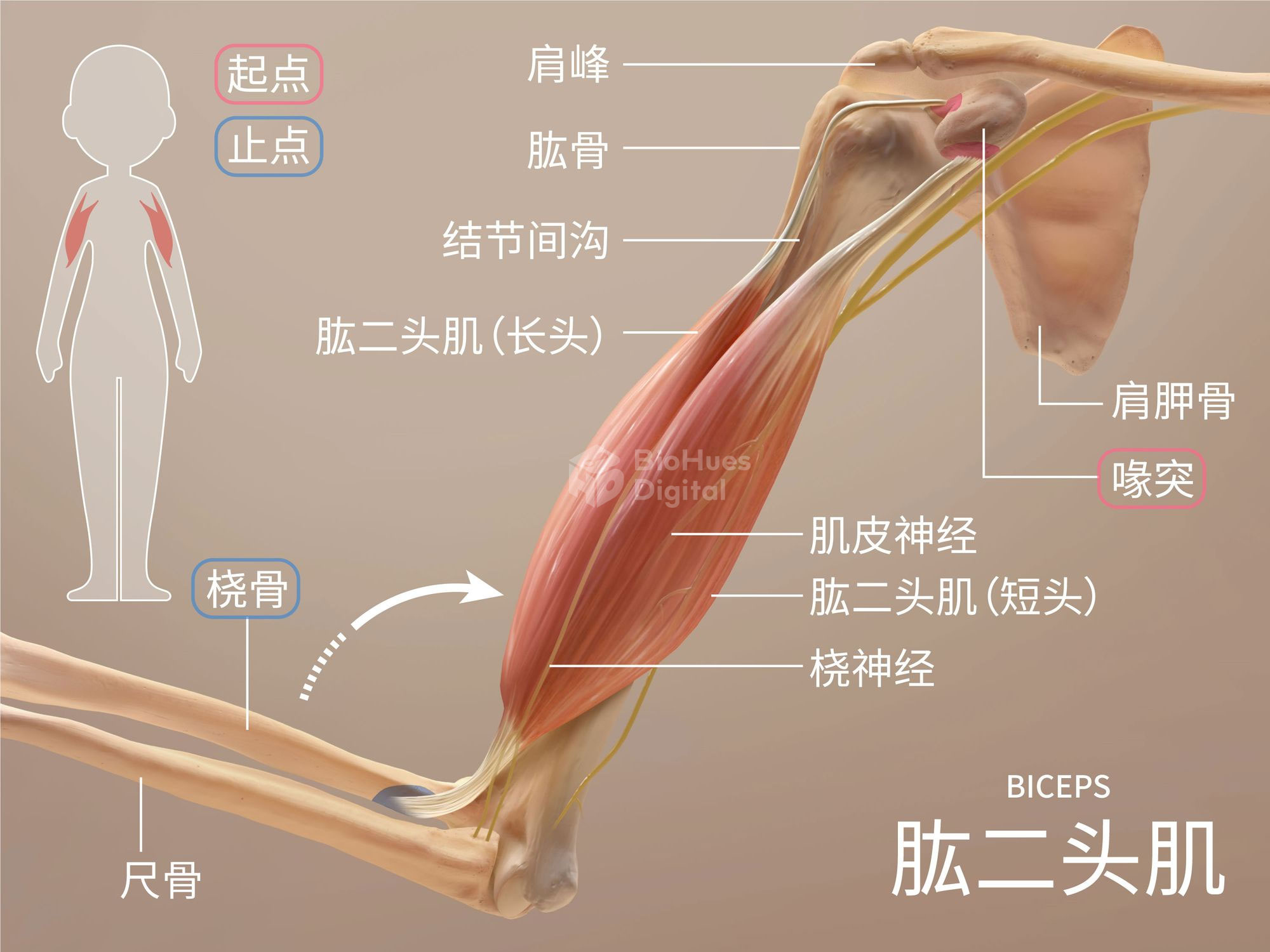 skull anatomy ethmoid bone