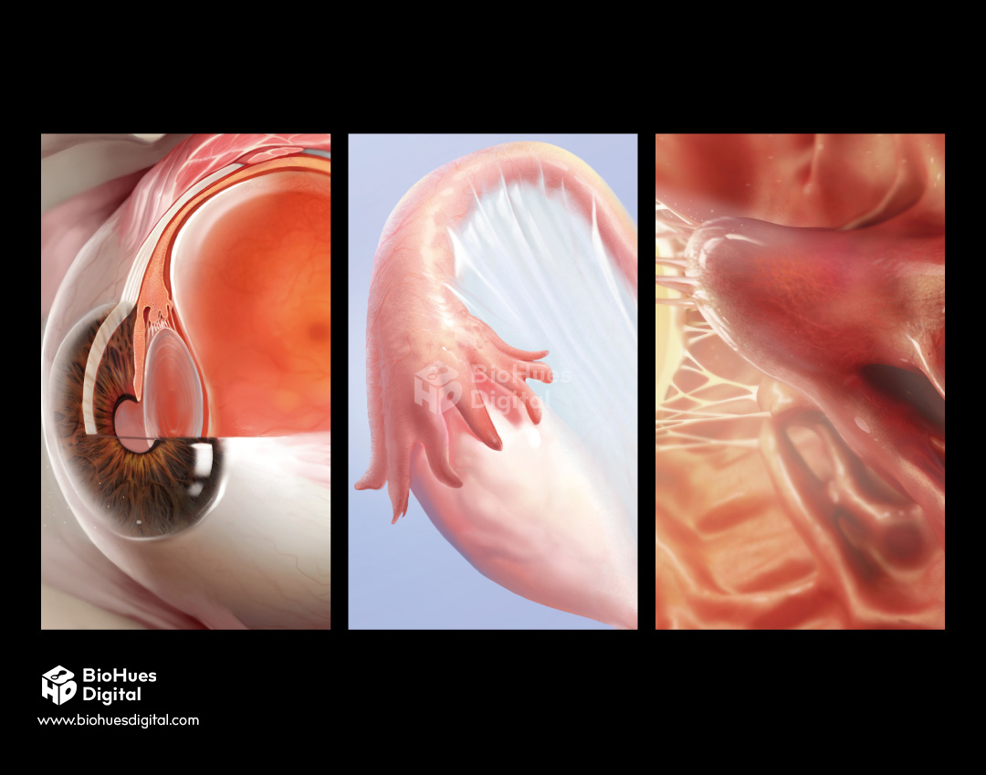 details of anatomical illustration eye anatomy uterus heart